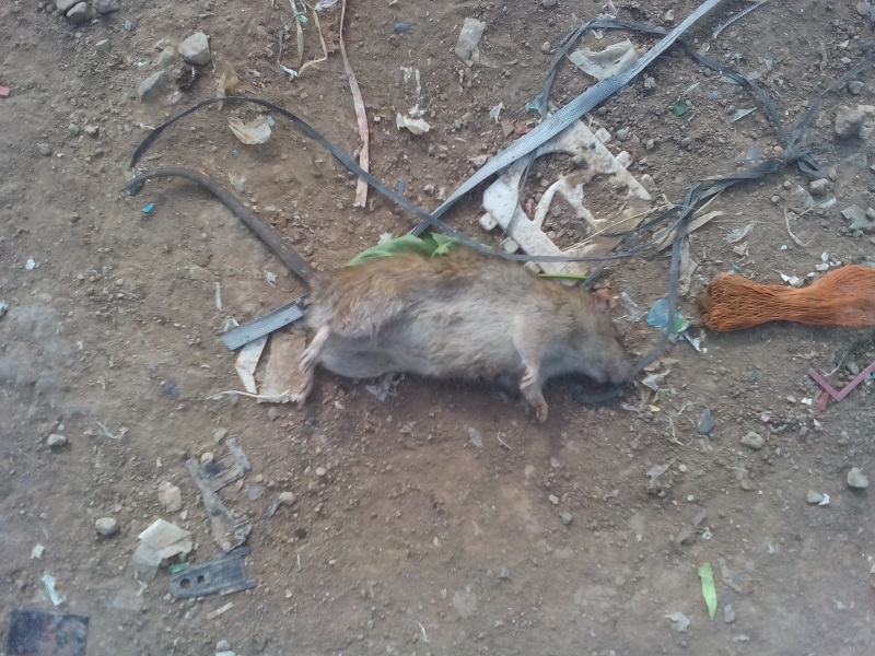 днепр скоро повторит мусорную участь львова (фото) - изображение 5