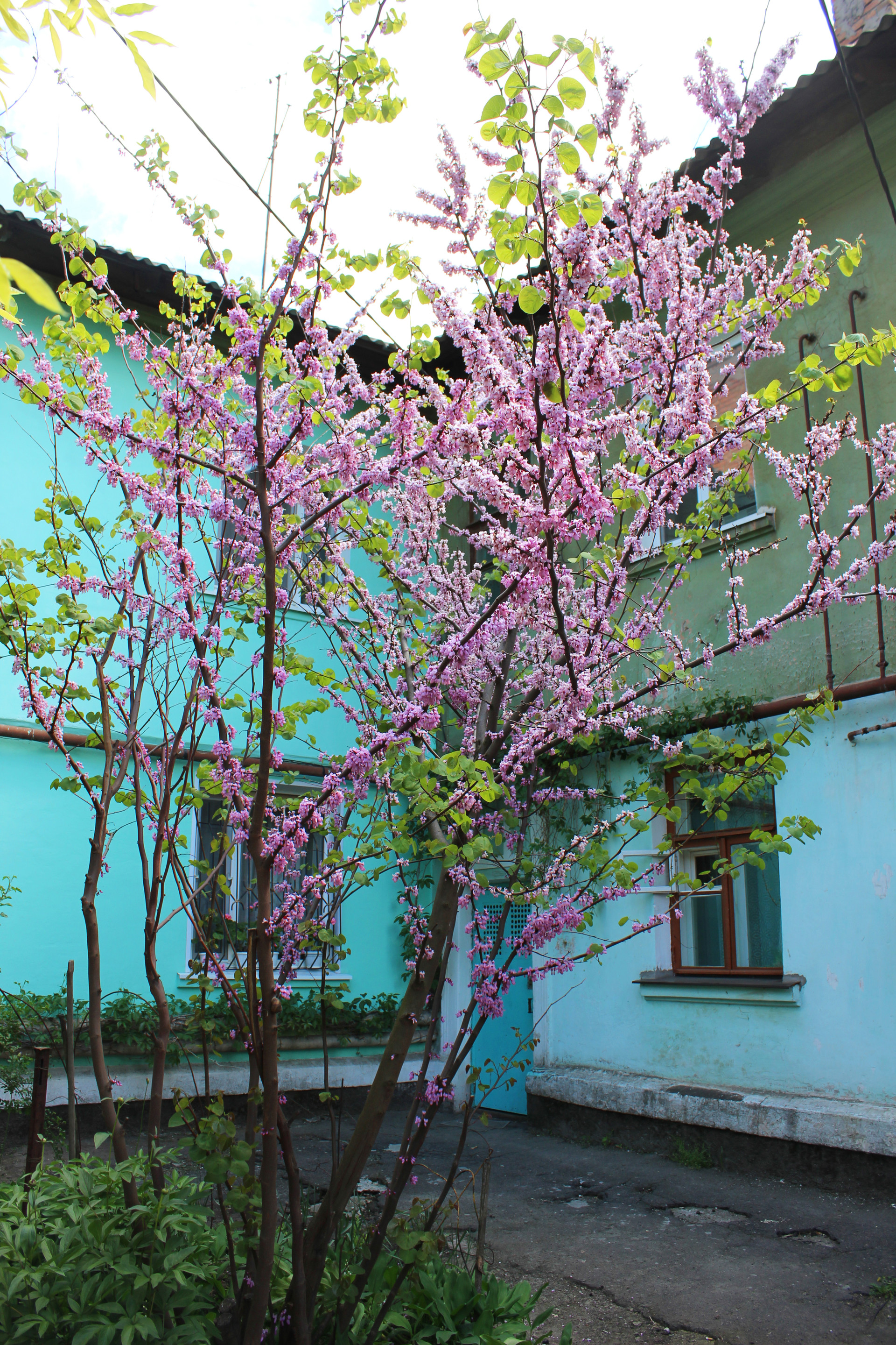 фото читателей: частичка крыма в нашем городе - изображение 3