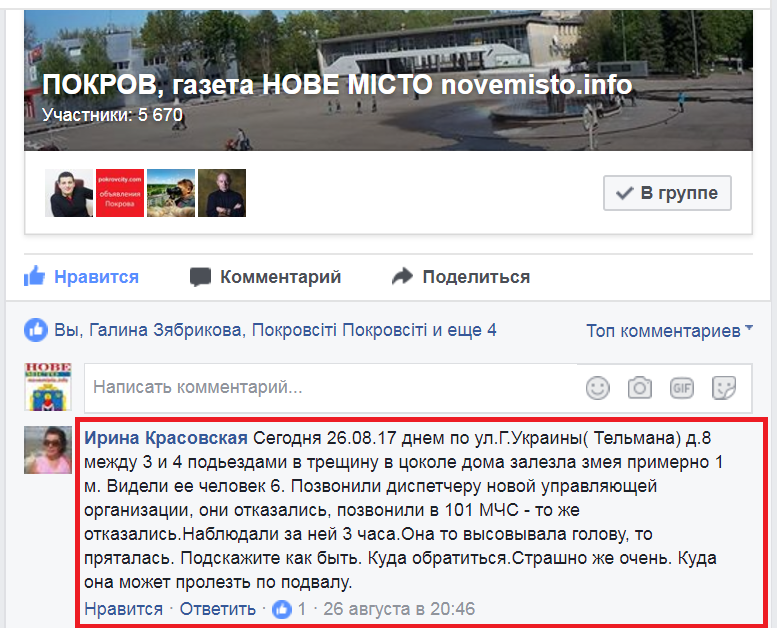 змеи в городе. кто должен их отлавливать? - изображение 1 змеи в городе. кто должен их отлавливать? - изображение 1
