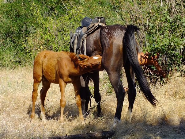 запрошуємо всіх на співоче поле у капулівку! - изображение 1