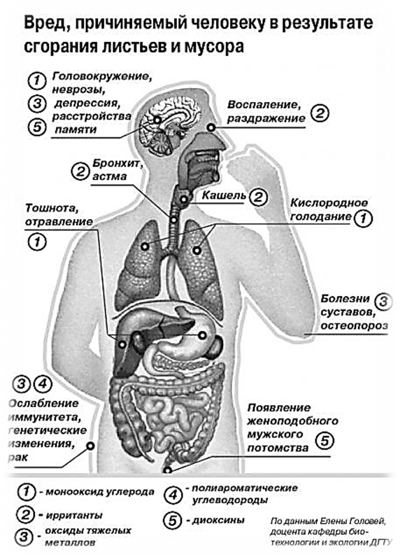 о вреде сжигания листьев и других отходов - изображение 1 о вреде сжигания листьев и других отходов - изображение 1
