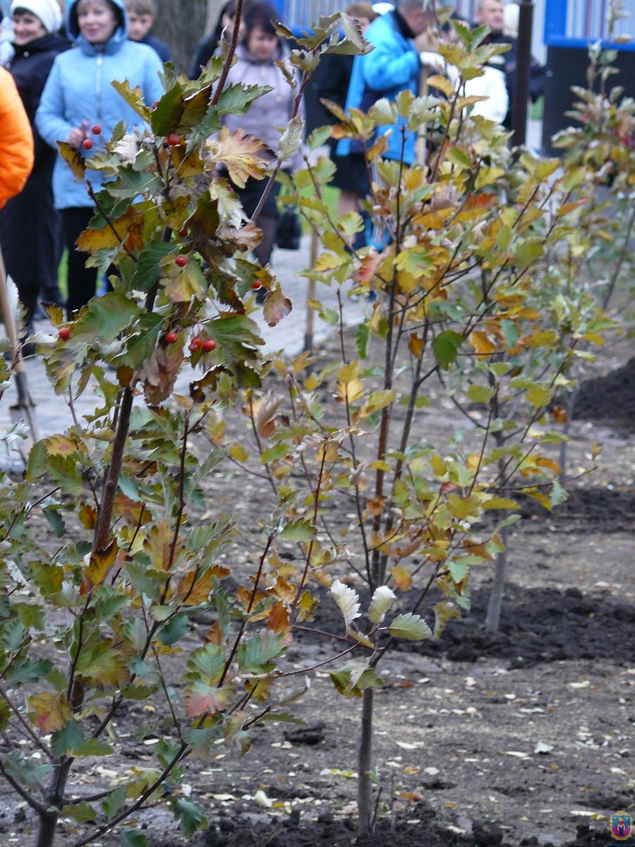 школы города преподнесли подарок-долгожитель парку им. мозолевского - изображение 1 школы города преподнесли подарок-долгожитель парку им. мозолевского - изображение 1