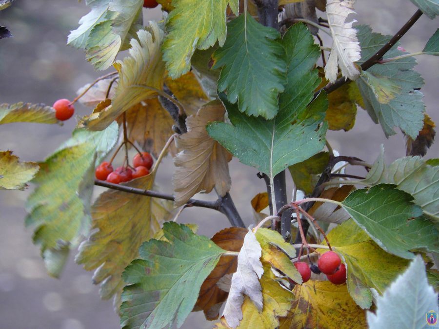 школы города преподнесли подарок-долгожитель парку им. мозолевского - изображение 2 школы города преподнесли подарок-долгожитель парку им. мозолевского - изображение 2