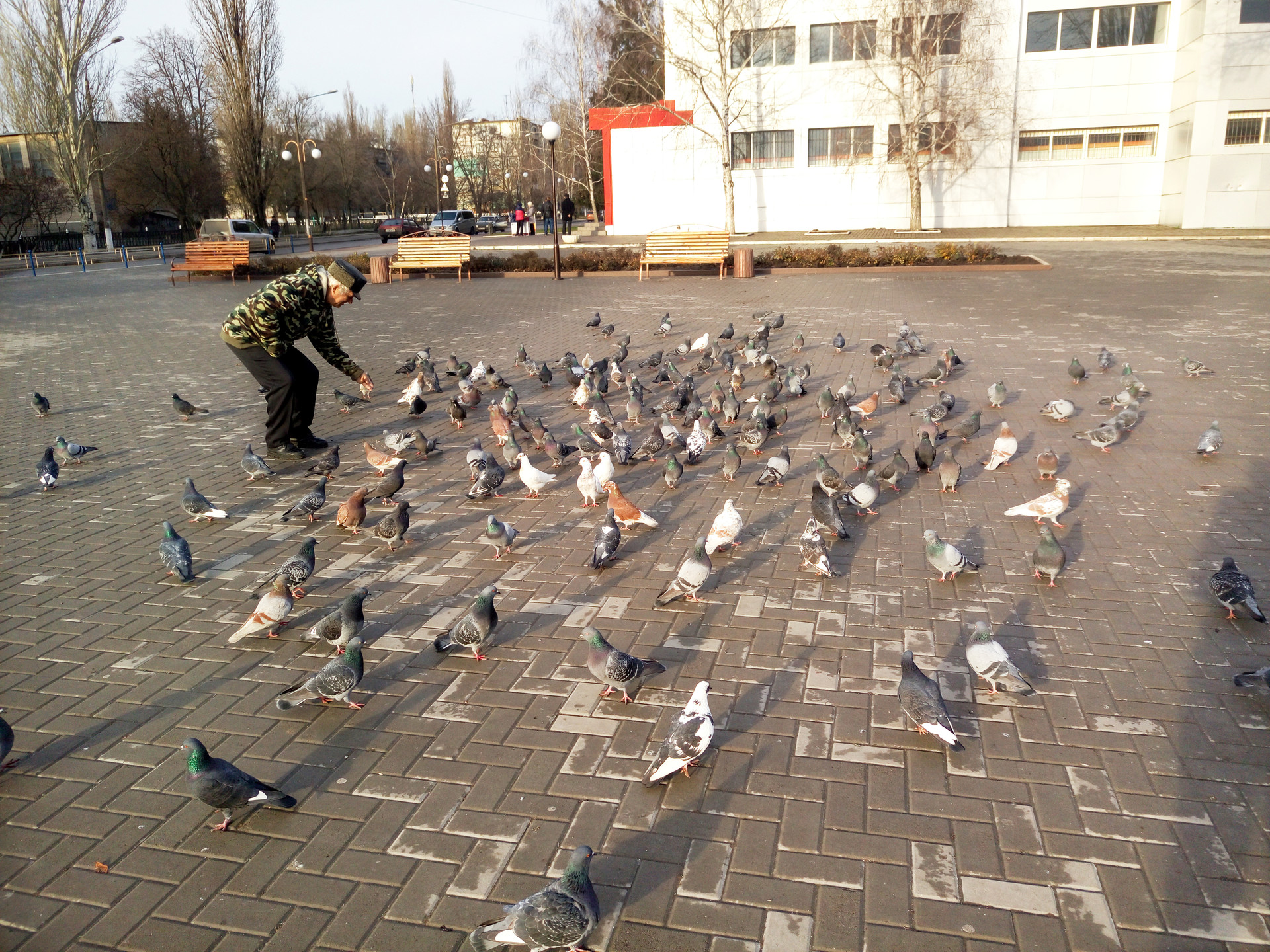 письма читателей: голуби на центральной площади (фото, видео) - изображение 1