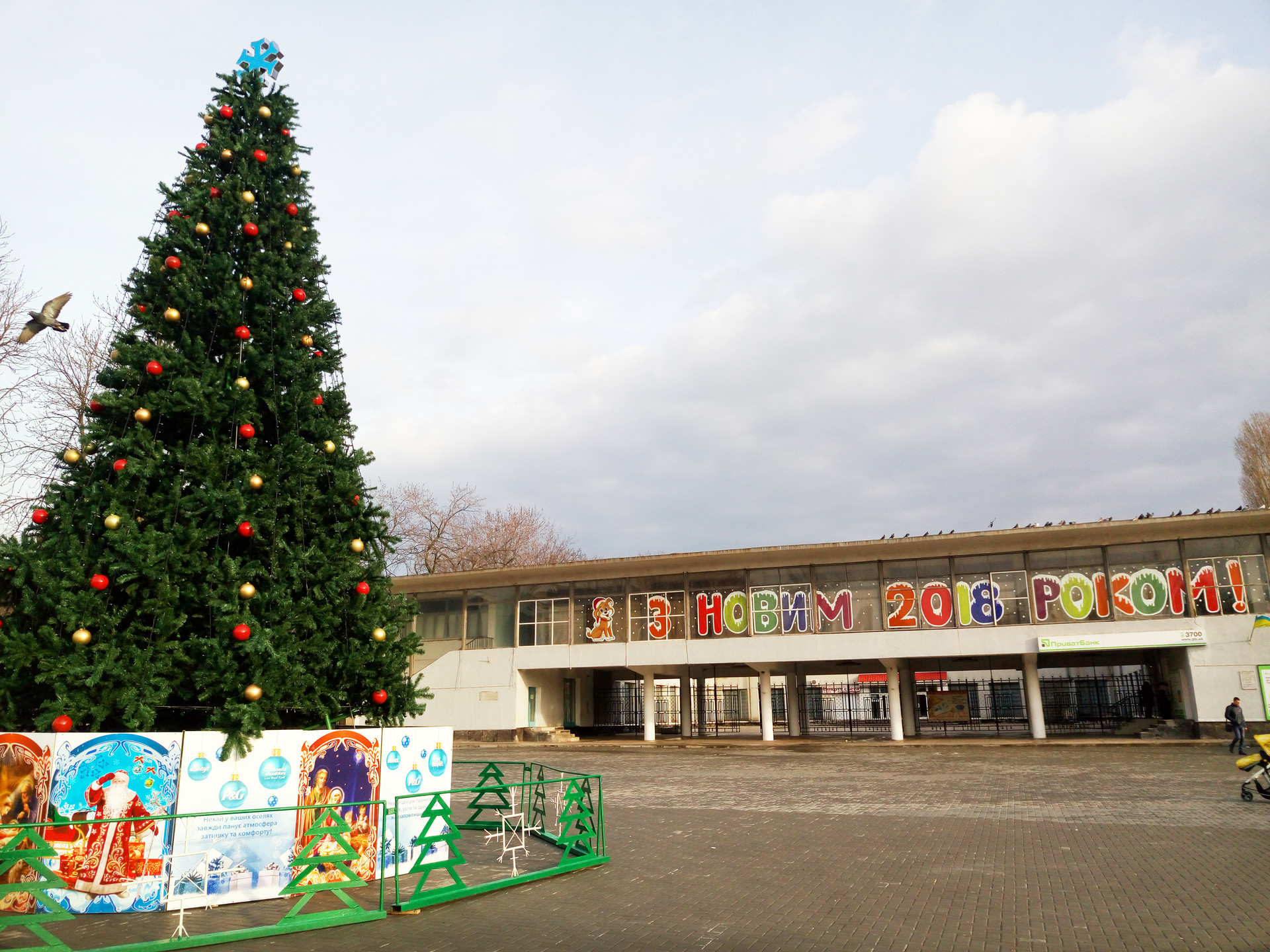 письма читателей: голуби на центральной площади (фото, видео) - изображение 3