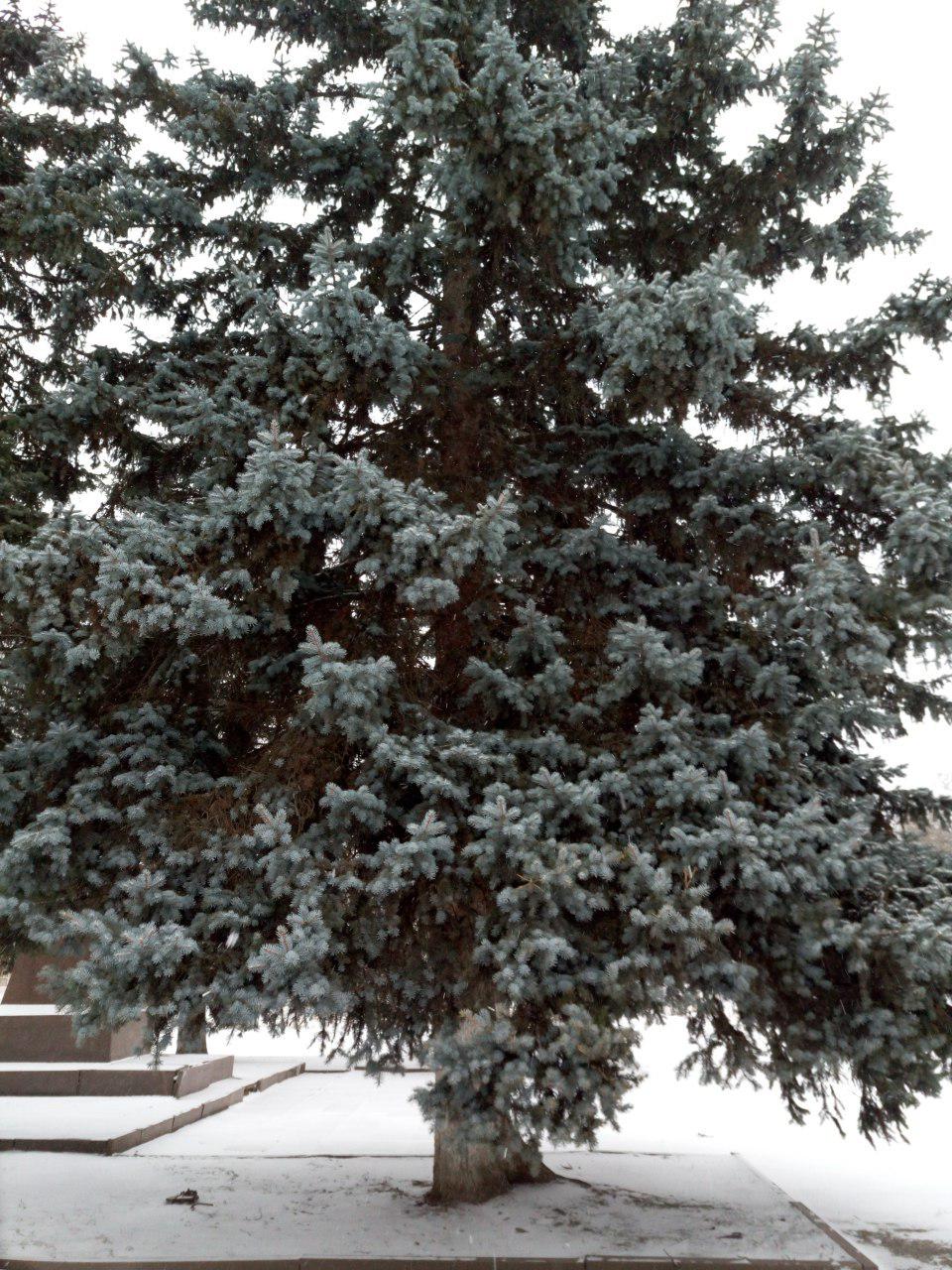 в покрове выпал первый снег в новом году! - изображение 1