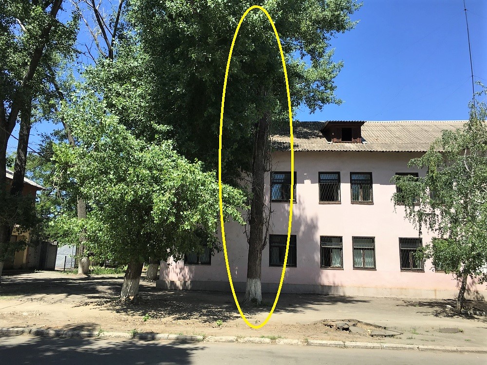 на обрезку и удаление деревьев потратят почти полмиллиона гривен - изображение 1