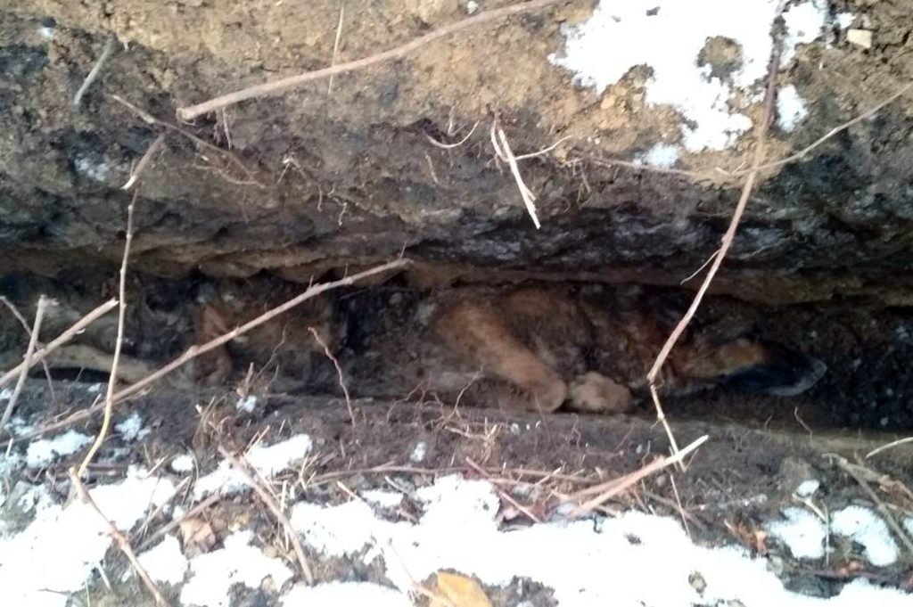 в покрові рятувальники визволили собаку з пастки - изображение 1