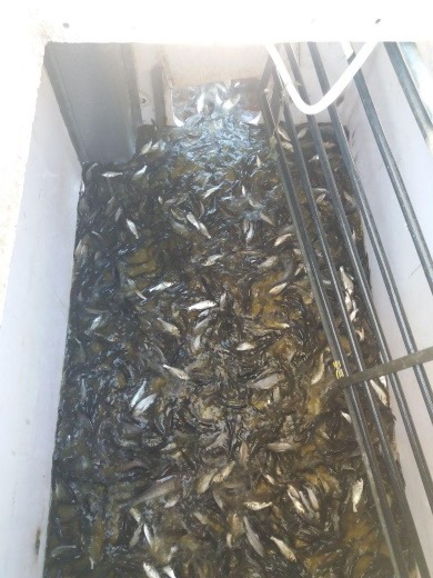 у каховське водосховище випустили понад 5 тонн молоді риби - изображение 1 у каховське водосховище випустили понад 5 тонн молоді риби - изображение 1