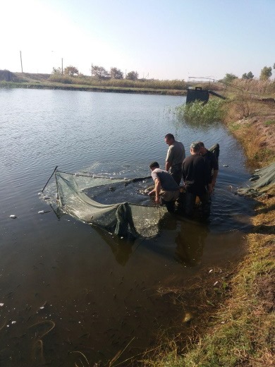у каховське водосховище випустили понад 5 тонн молоді риби - изображение 4 у каховське водосховище випустили понад 5 тонн молоді риби - изображение 4