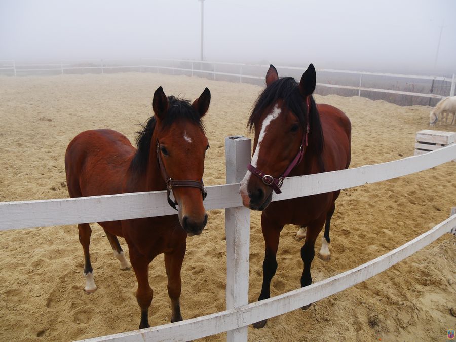 зустрічали гостей та садили дерева - изображение 1