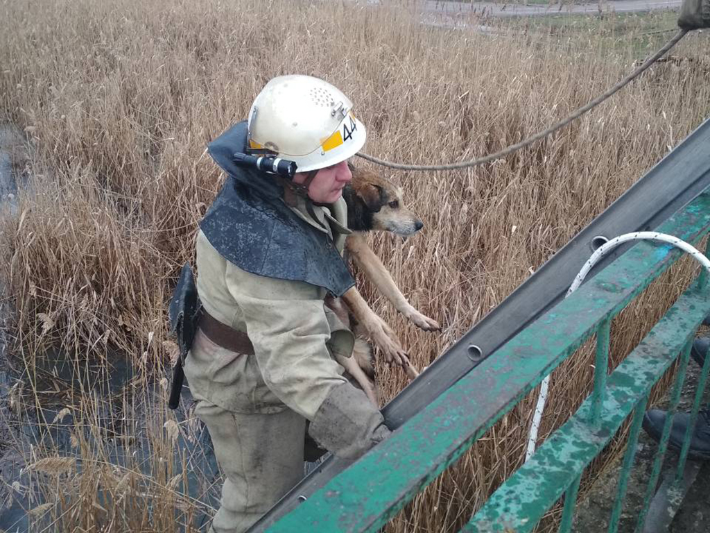 в шолохово спасатели вытащили собаку из речки - изображение 2