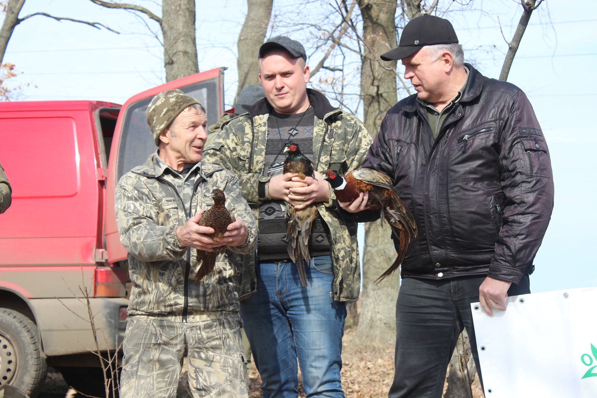 возле покрова охотники выпустили на волю больше сотни фазанов (фото, видео) - изображение 1 возле покрова охотники выпустили на волю больше сотни фазанов (фото, видео) - изображение 1
