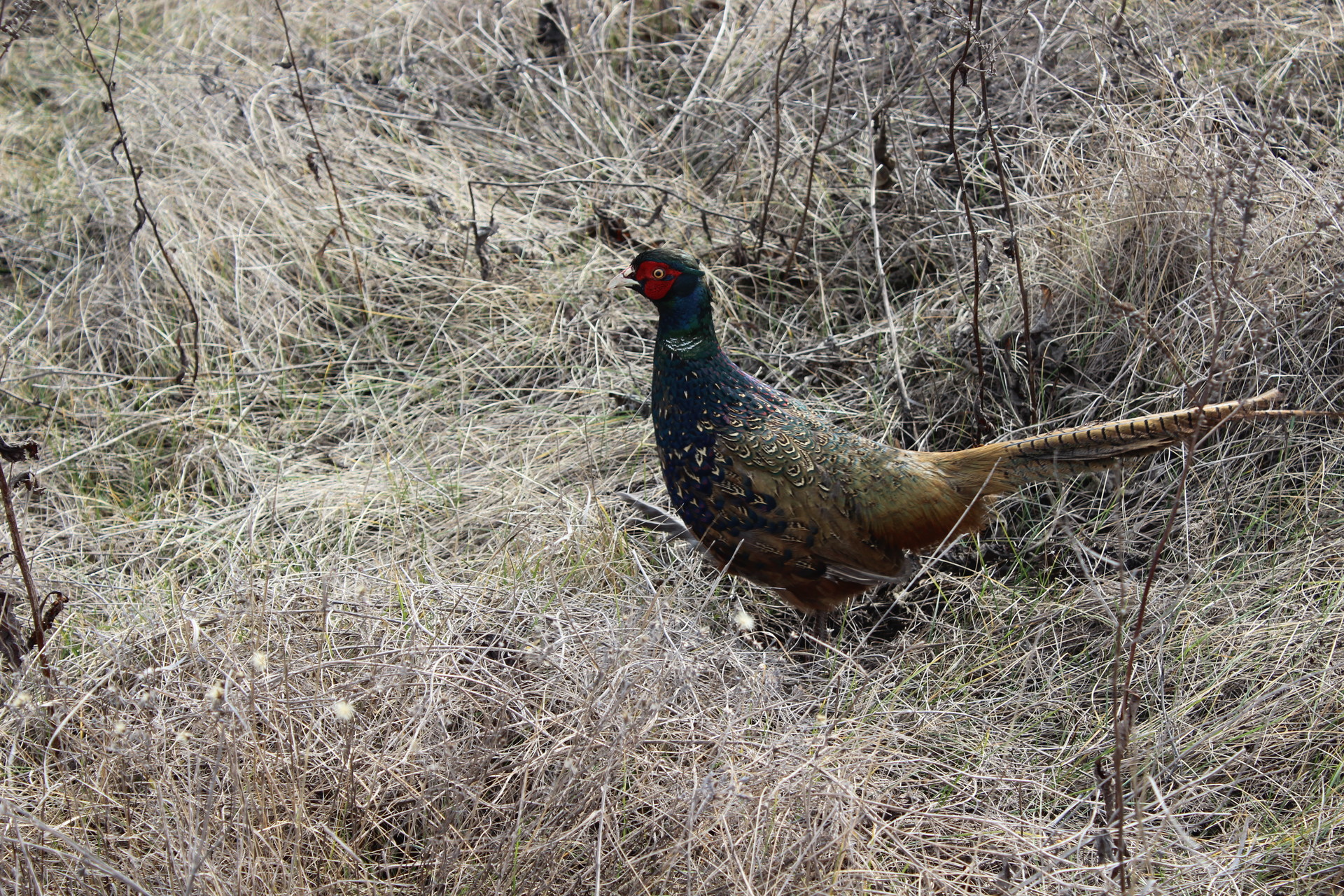 возле покрова охотники выпустили на волю больше сотни фазанов (фото, видео) - изображение 3 возле покрова охотники выпустили на волю больше сотни фазанов (фото, видео) - изображение 3