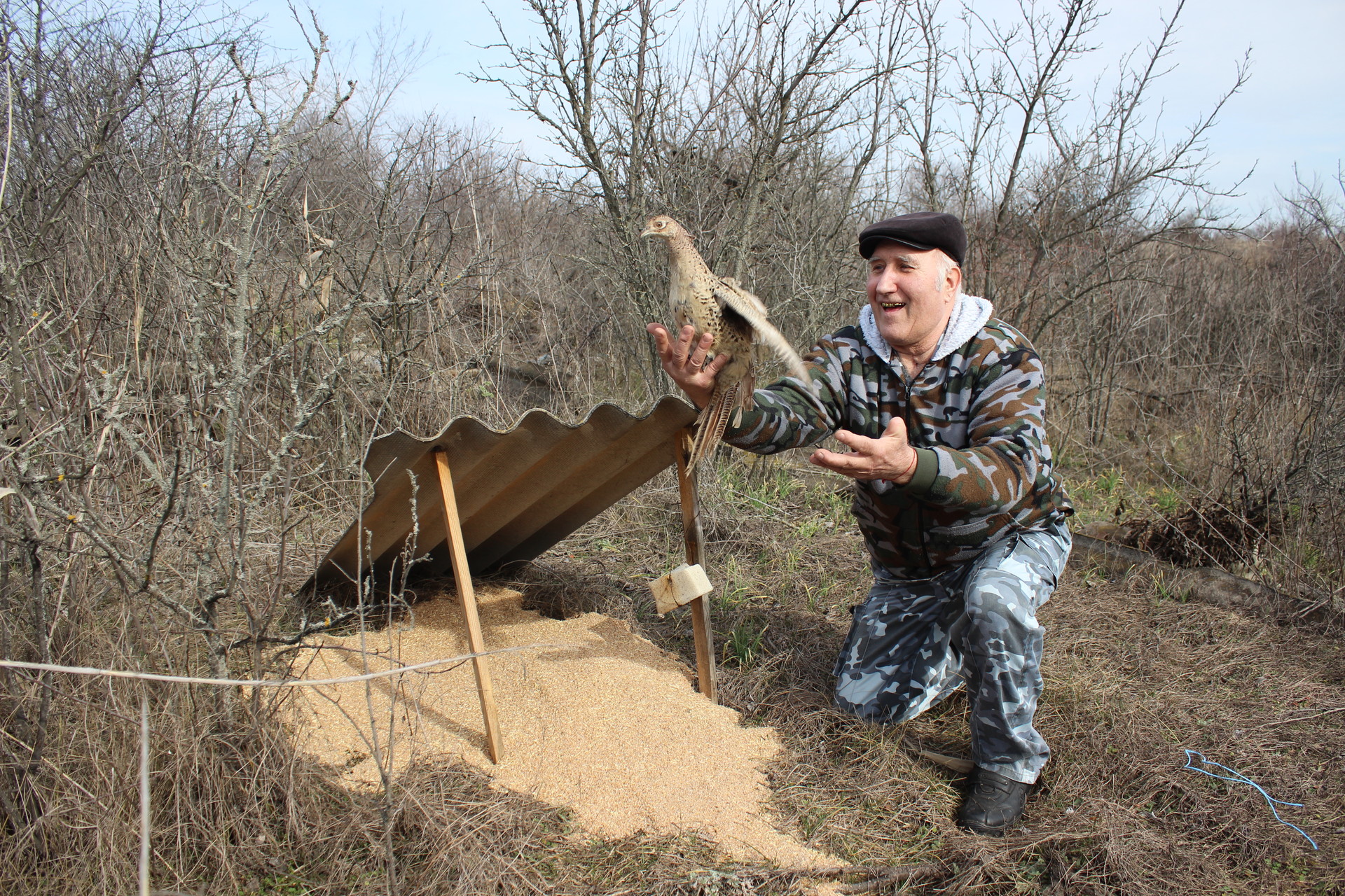 возле покрова охотники выпустили на волю больше сотни фазанов (фото, видео) - изображение 2 возле покрова охотники выпустили на волю больше сотни фазанов (фото, видео) - изображение 2