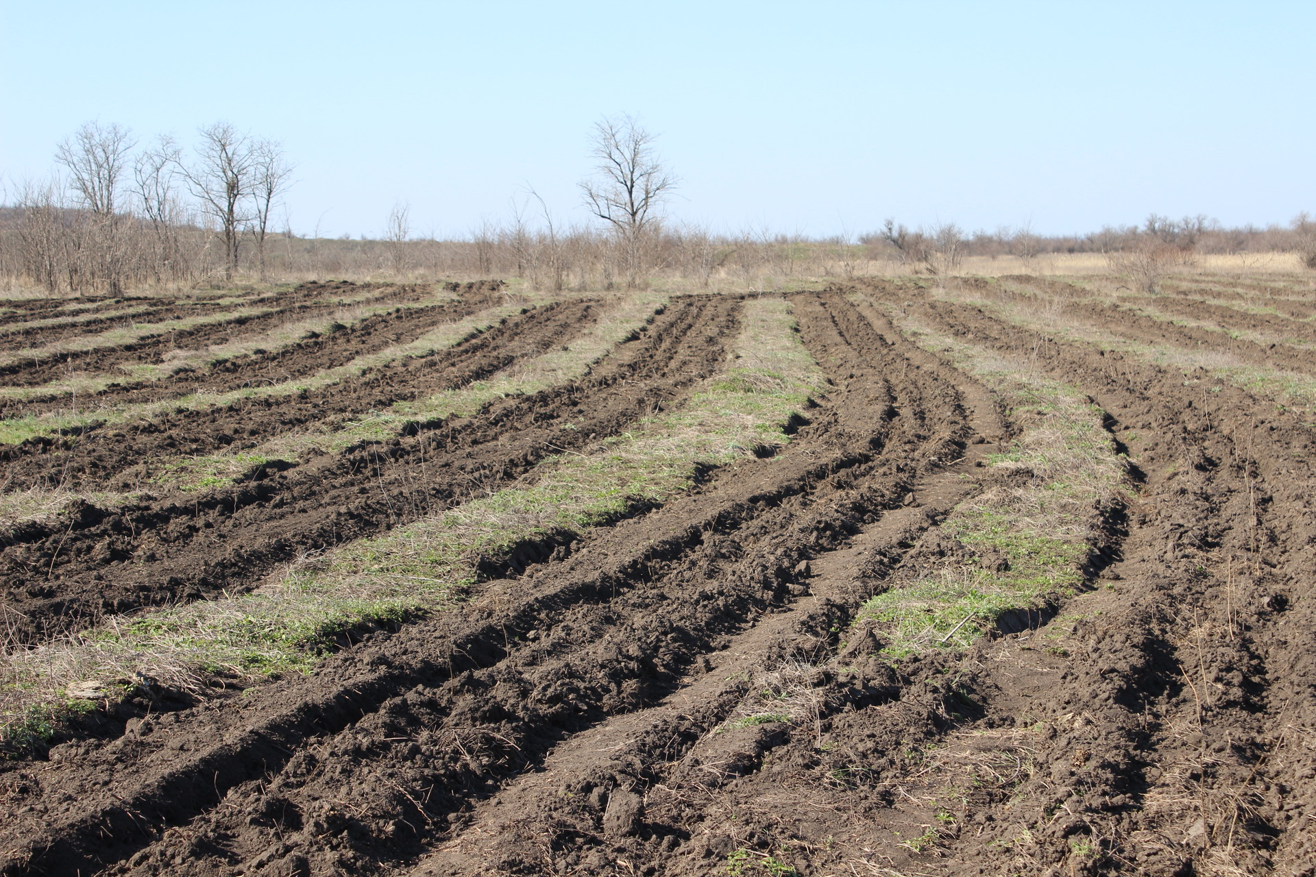 возле покрова высадят 44 тысячи акаций (видео) - изображение 4 возле покрова высадят 44 тысячи акаций (видео) - изображение 4