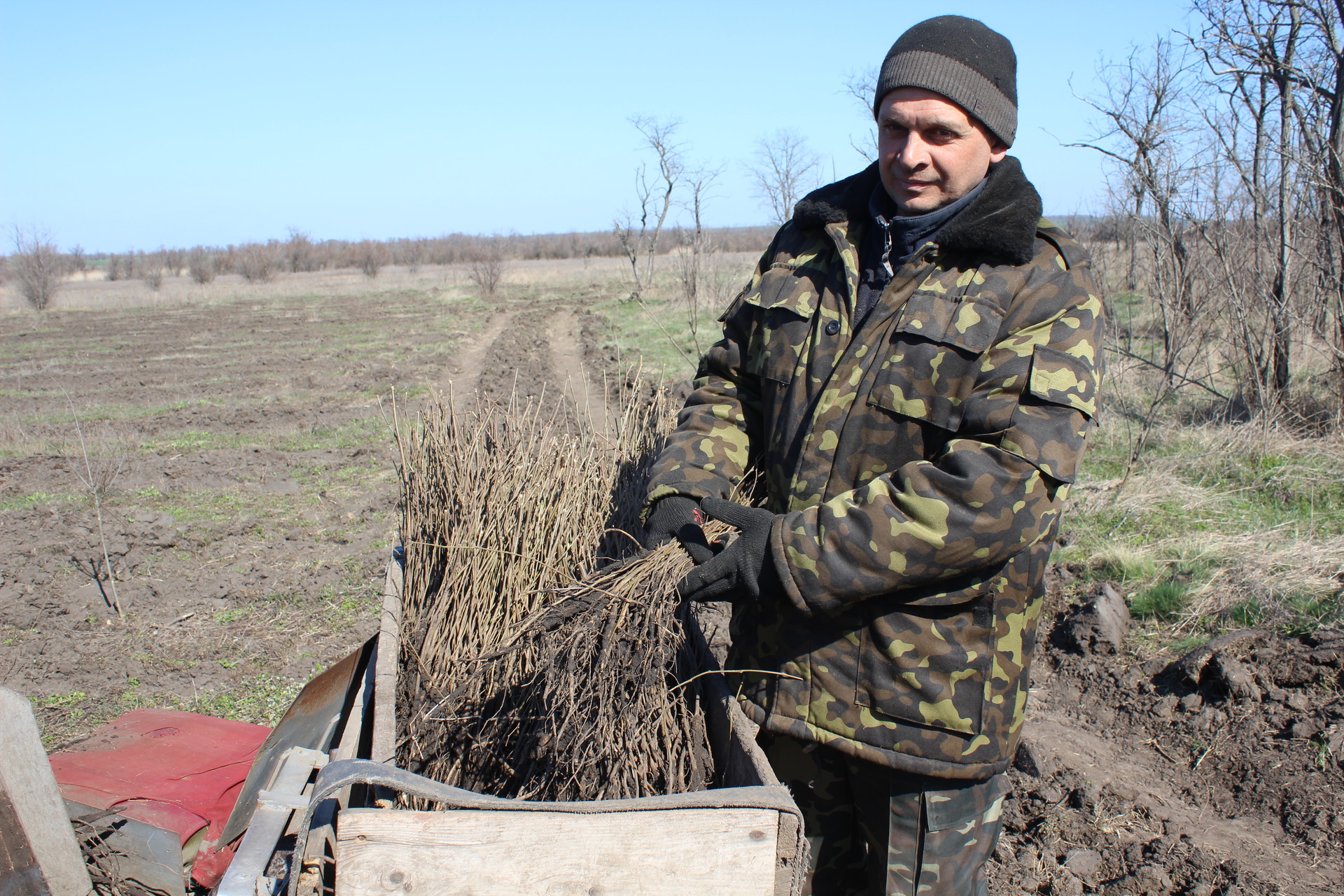 возле покрова высадят 44 тысячи акаций (видео) - изображение 3 возле покрова высадят 44 тысячи акаций (видео) - изображение 3