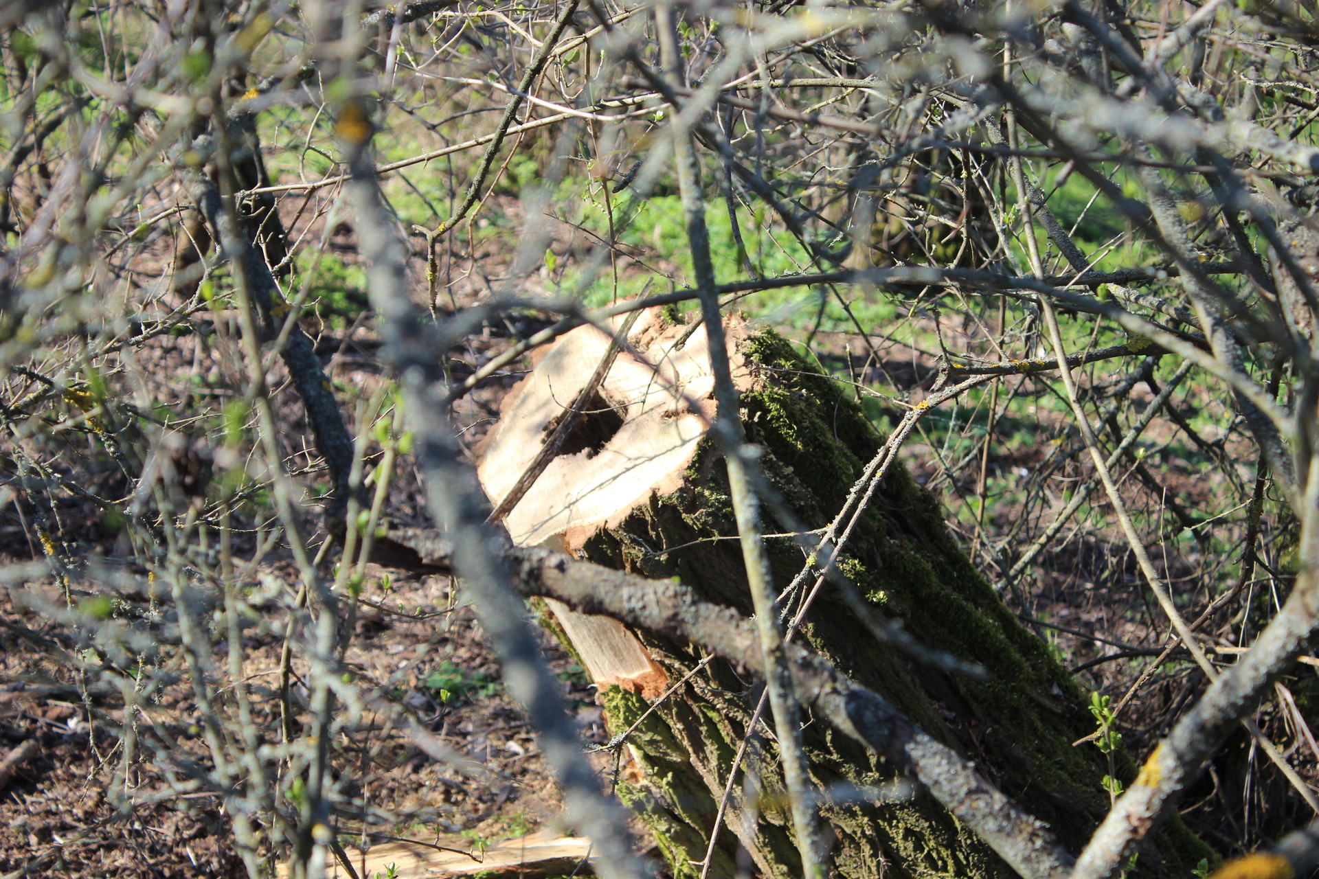 возле покрова высадят 44 тысячи акаций (видео) - изображение 5 возле покрова высадят 44 тысячи акаций (видео) - изображение 5