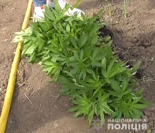 у апостолівському районі поліцейські виявили посів конопель - зображення 2 у апостолівському районі поліцейські виявили посів конопель - зображення 2