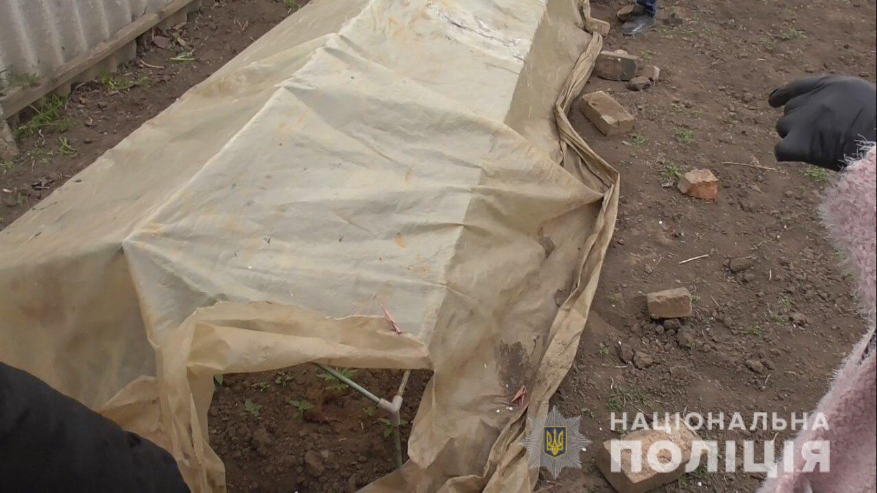 у марганці поліцейські виявили посів конопель - зображення 1 у марганці поліцейські виявили посів конопель - зображення 1