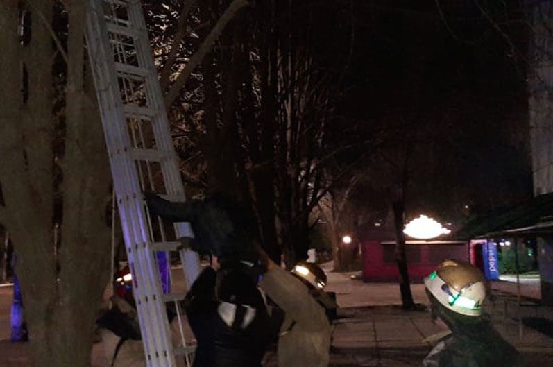 в покрове пришлось спасать парня, пытавшегося снять кошку с дерева - изображение 1 в покрове пришлось спасать парня, пытавшегося снять кошку с дерева - изображение 1