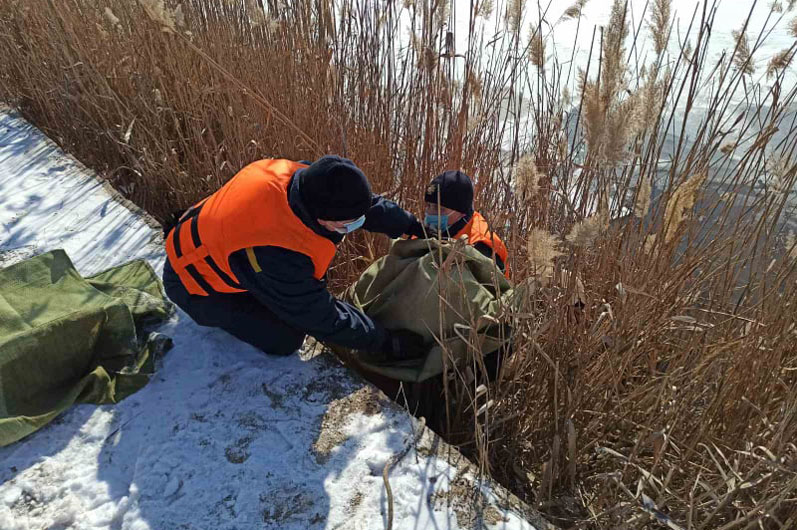 в покрове спасатели помогли лебедю - изображение 2 в покрове спасатели помогли лебедю - изображение 2