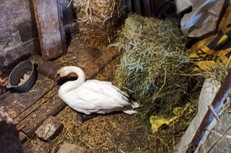 в покрове спасатели помогли лебедю - изображение 4 в покрове спасатели помогли лебедю - изображение 4