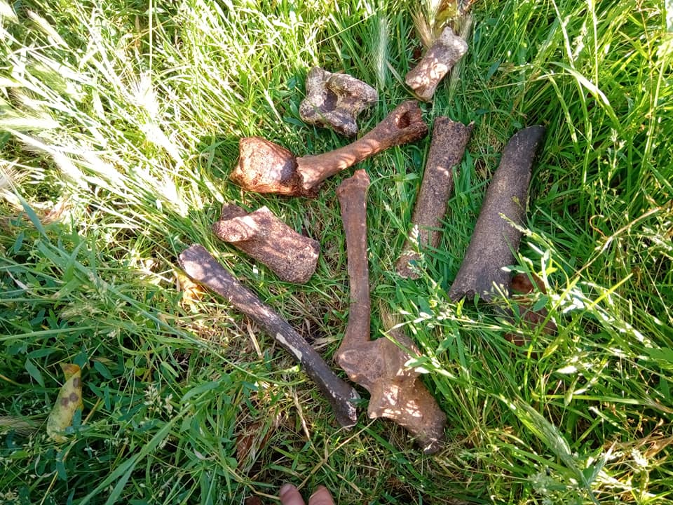 кам’яна стела доби бронзи, ліпнинний посуд та кістки тварин: що знайшли археологи в селищі токівське - зображення 2