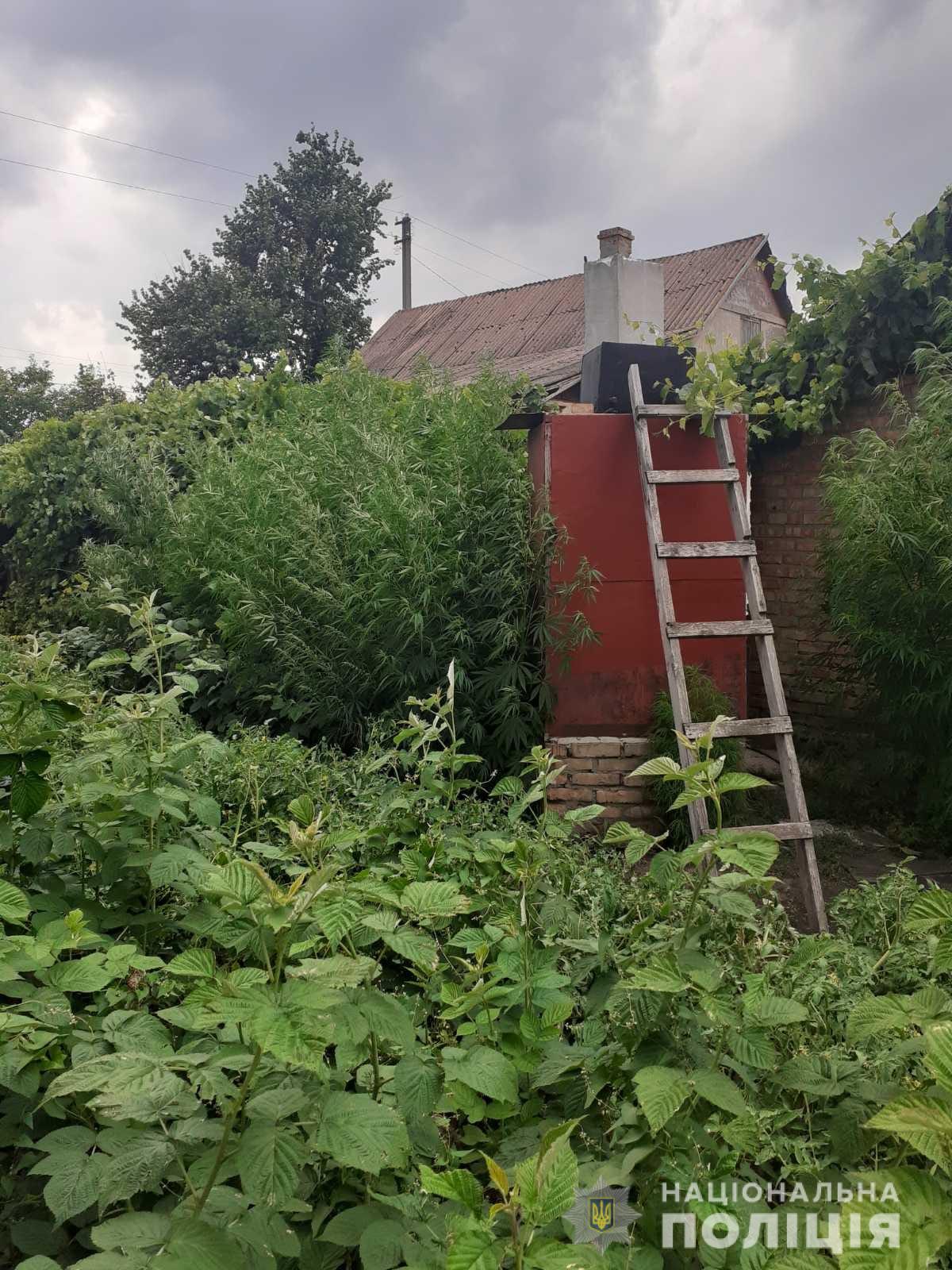 в ході операції «мак» поліцейські покрову знищили посів конопель - зображення 1