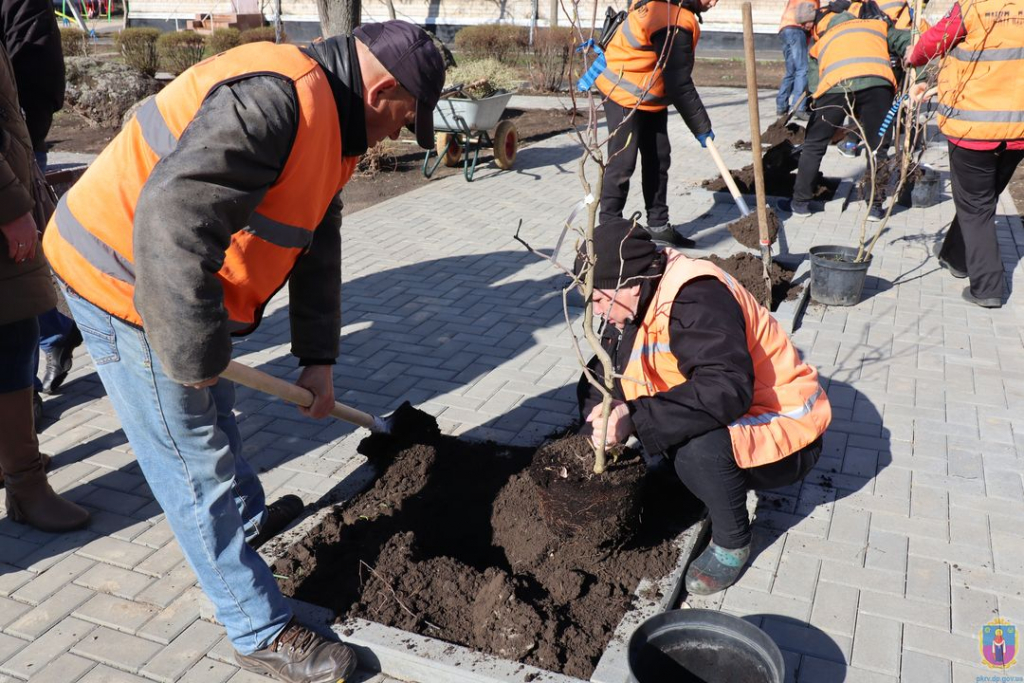 у покрові висадили магнолії - зображення 1 у покрові висадили магнолії - зображення 1