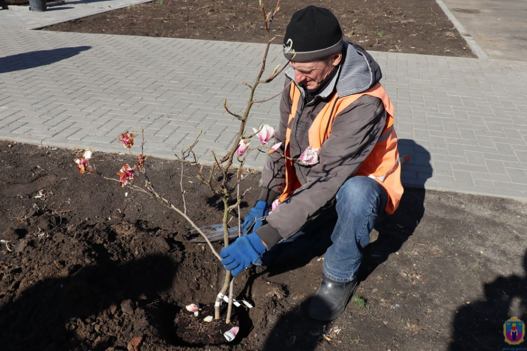 у покрові висадили магнолії - зображення 2 у покрові висадили магнолії - зображення 2
