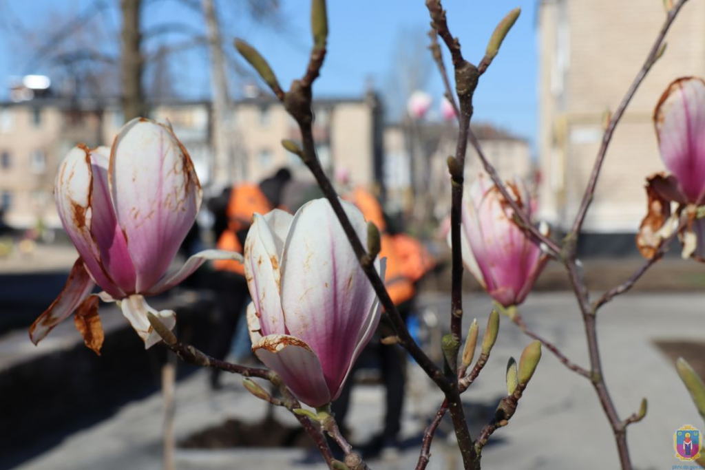 у покрові висадили магнолії - зображення 3 у покрові висадили магнолії - зображення 3