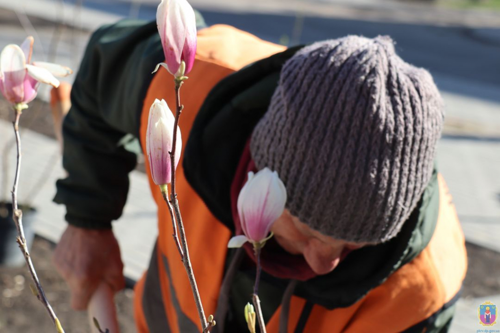 у покрові висадили магнолії - зображення 4 у покрові висадили магнолії - зображення 4