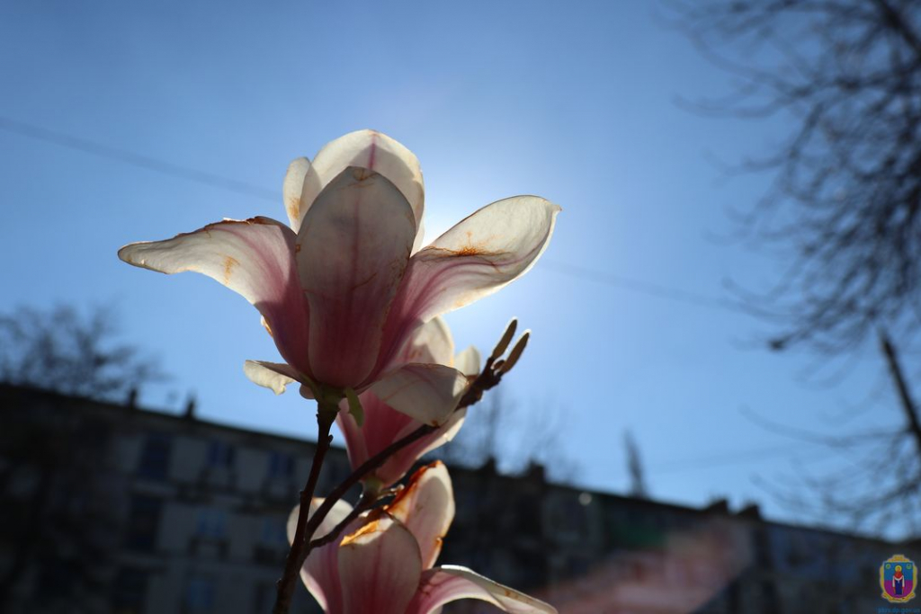 у покрові висадили магнолії - зображення 5 у покрові висадили магнолії - зображення 5