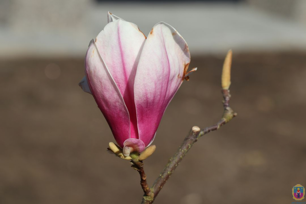 у покрові висадили магнолії - зображення 6 у покрові висадили магнолії - зображення 6
