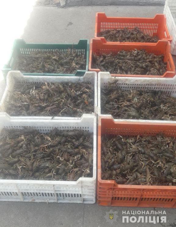 у нікопольському районі під час нерестової заборони поліцейські вилучили 80 кілограмів раків  - зображення 1